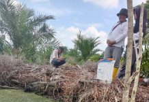 Benarkah Kalapas Rokan Hulu Tidak Punya Lahan Dikawasan Hutan Lindung Taman Wisata Gurun Panjang ?. Sebagai Lurah Maskot Janji Bakal Panggil Juru Kelurahan Hari Senin