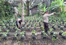 Dalam Rangka Mendukung Ketahanan Pangan Nasional, Personil Jajaran Polsek Sungai Sembilan Berikan Contoh Bercocok Tanam Tanaman Muda Sama Warga